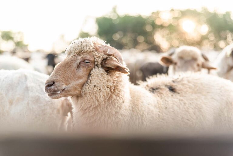 Ein braunköpfiges Schaf mit lockigem Fell steht im Vordergrund, umgeben von einer Herde, während die Sonne im Hintergrund durch Bäume scheint.